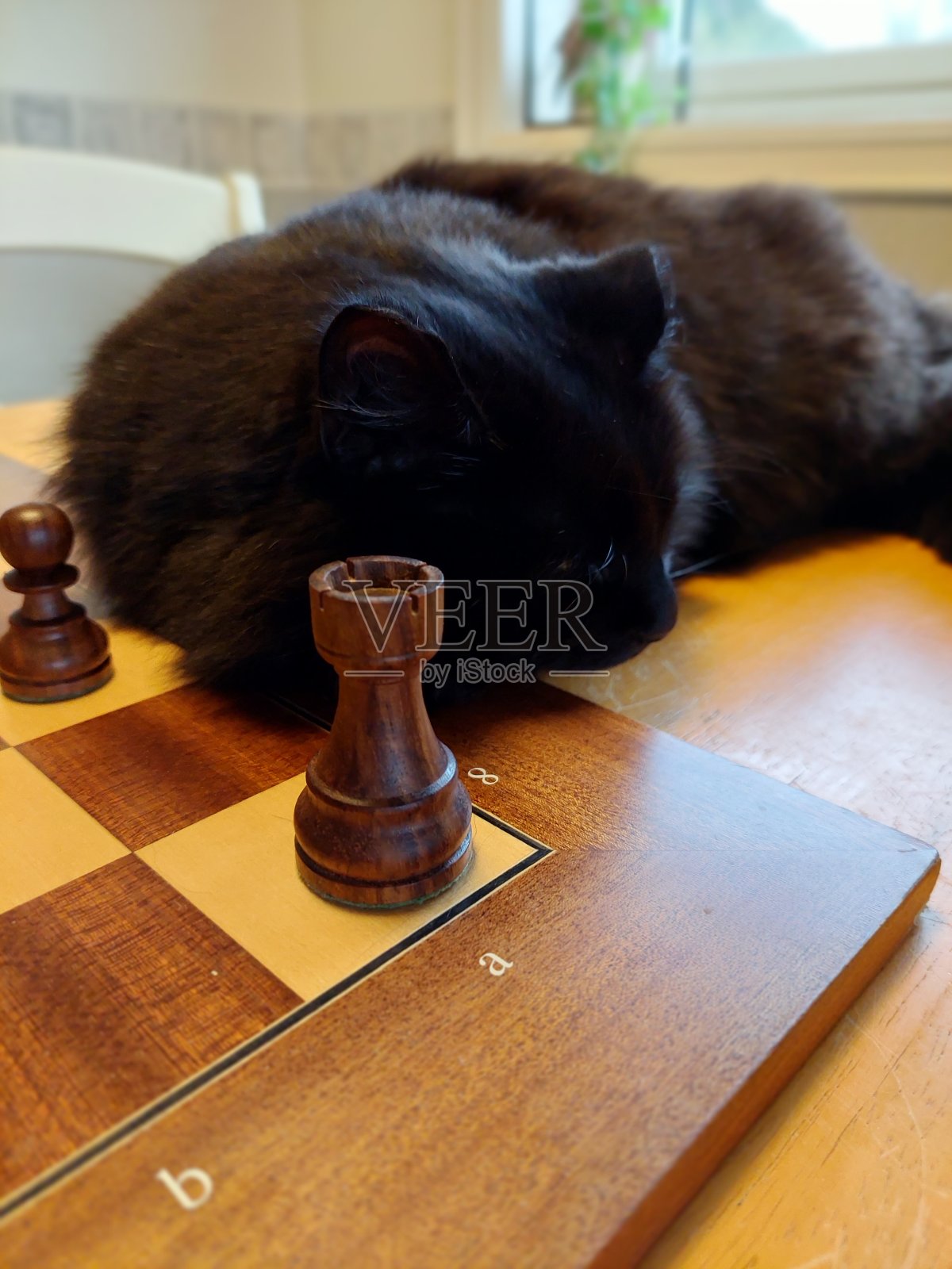 黑色毛茸茸的宠物躺在棋盘上照片摄影图片