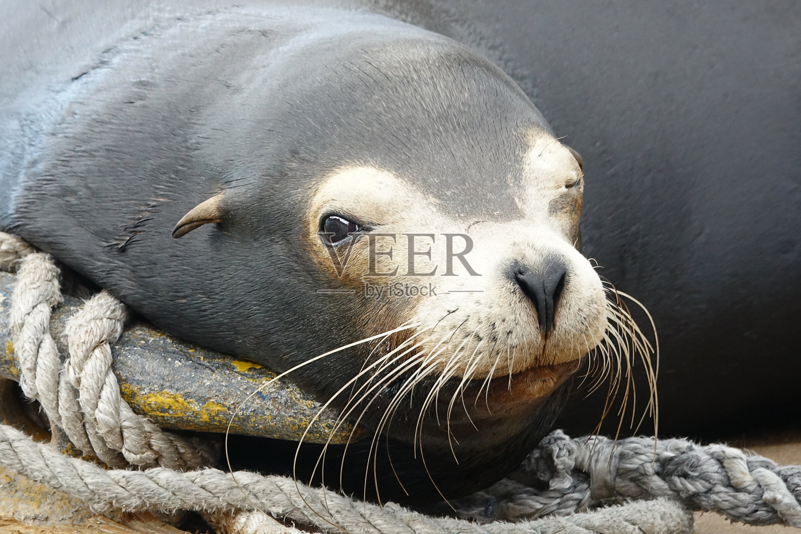 海狮睡觉照片摄影图片