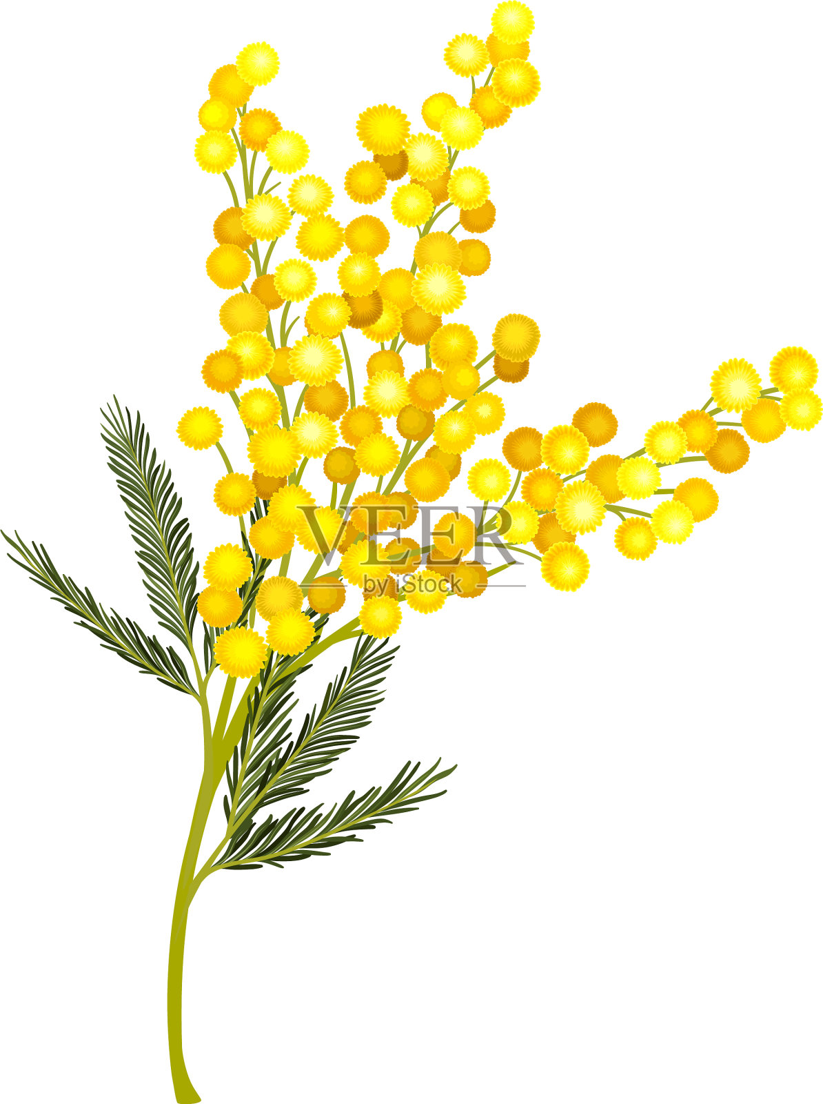 分枝含羞草或银垂枝，具双羽叶插画图片素材