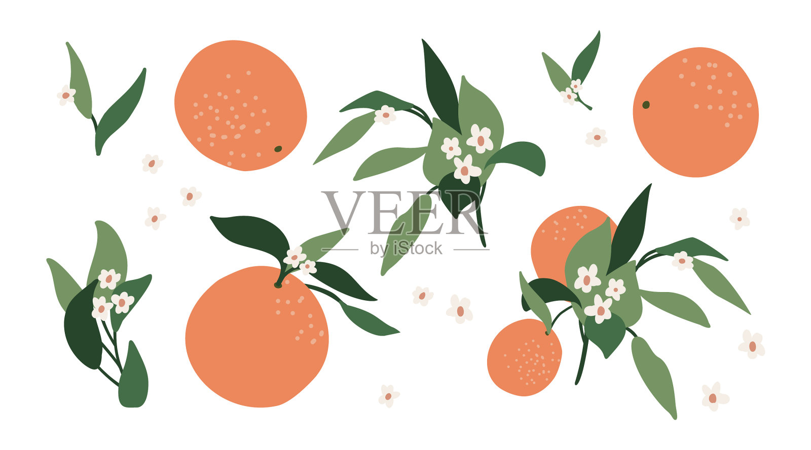 抽象集桔枝叶色插画图片素材