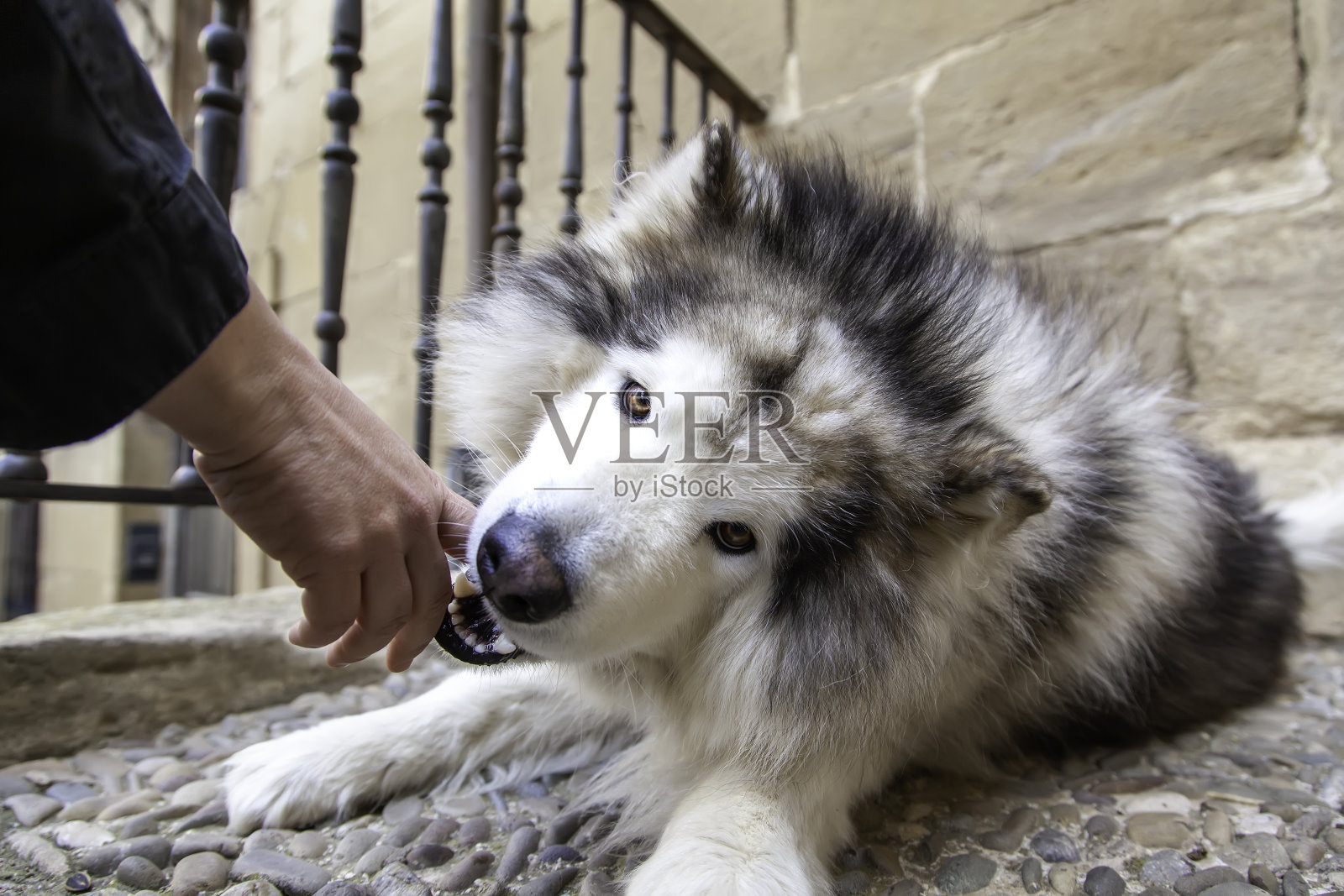 好斗的西伯利亚哈士奇犬照片摄影图片