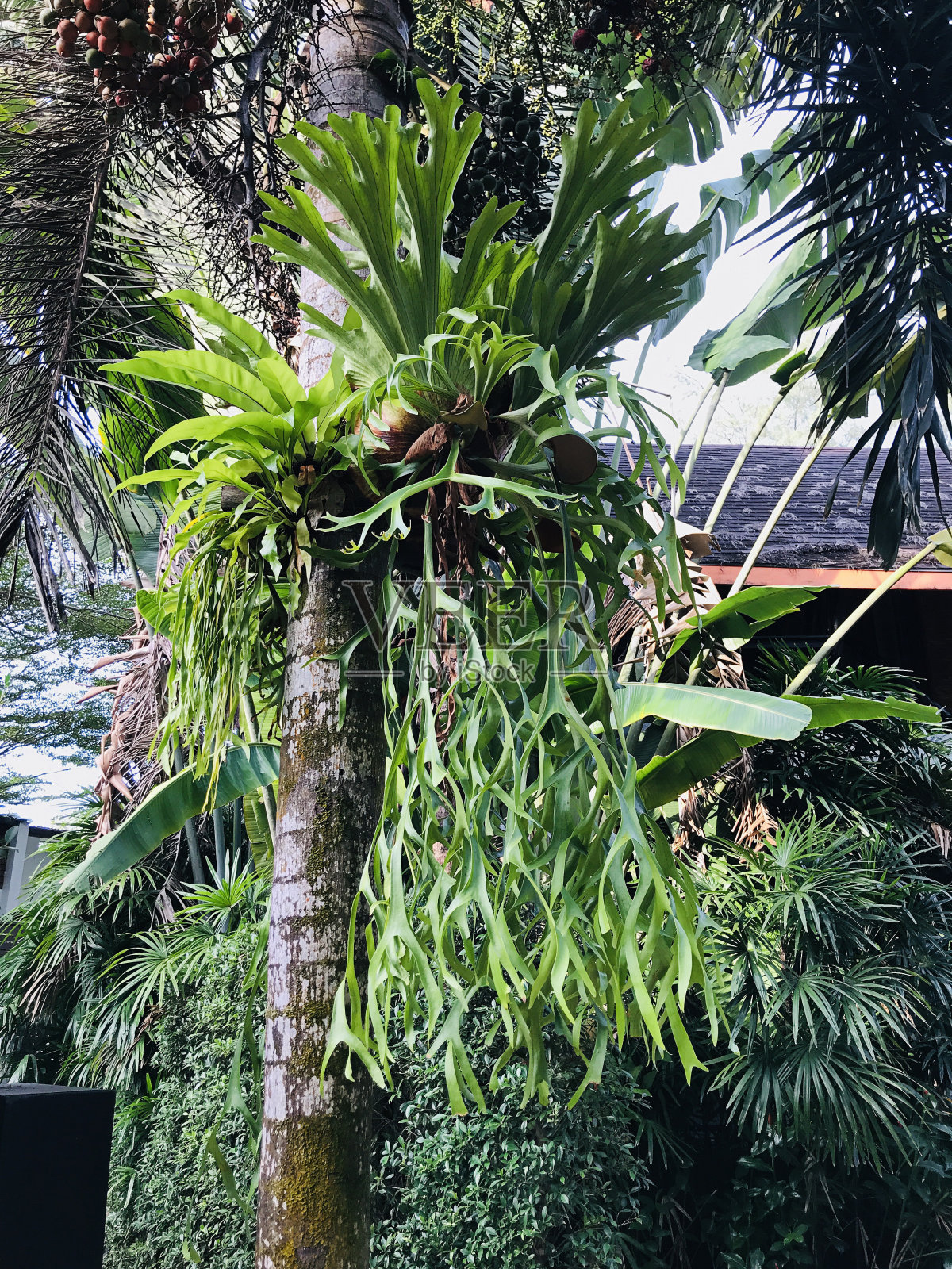 泰国的金隅蕨或鹿角蕨。照片摄影图片