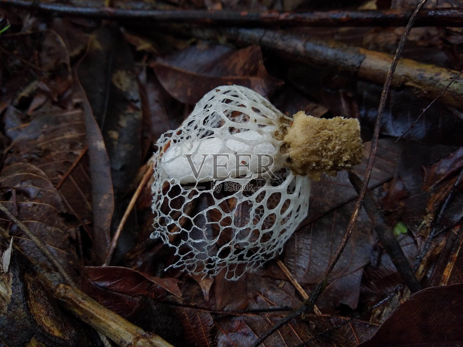 森林中的竹蘑菇或长网臭角(阳具)照片摄影图片