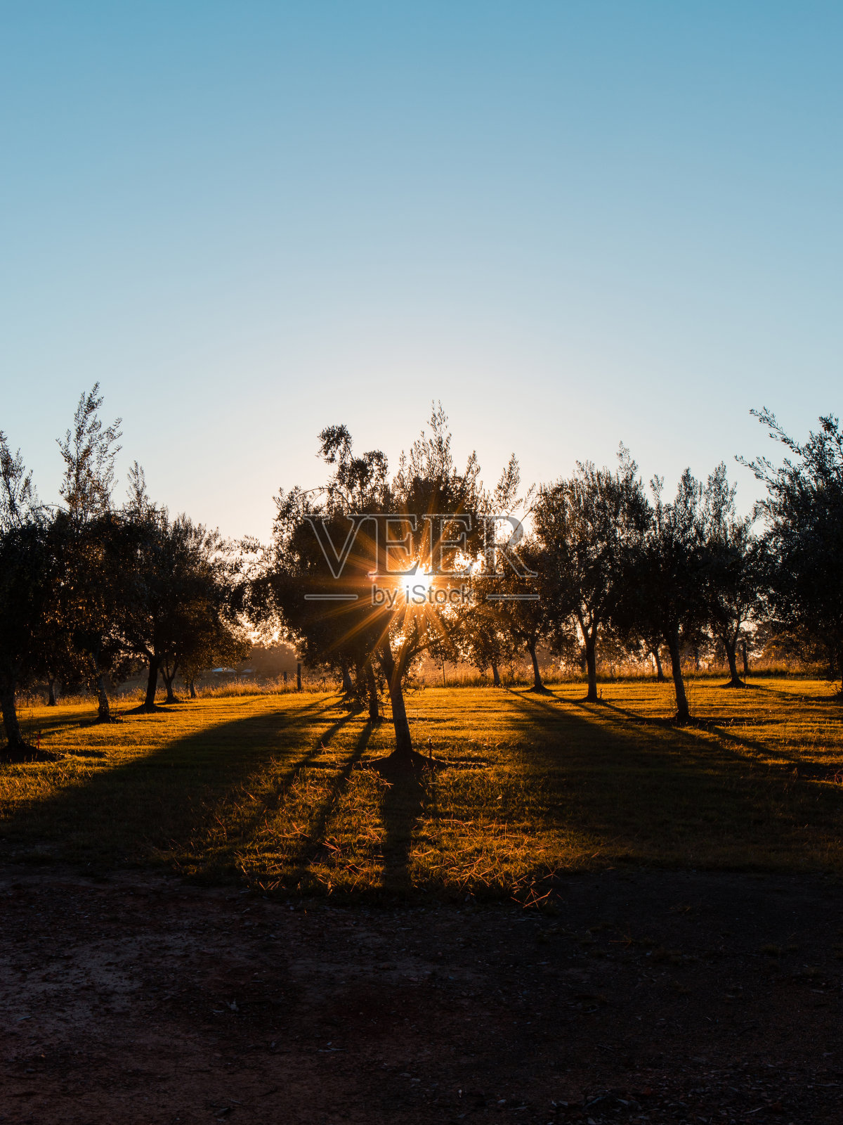 橄榄树日出照片摄影图片