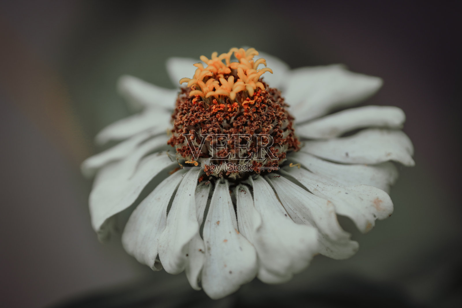 花园里的花照片摄影图片