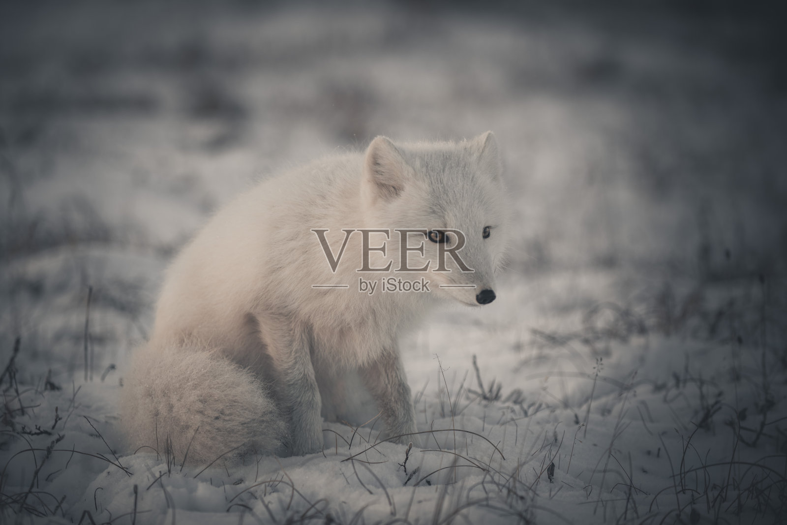 冬季苔原上的野生北极狐。白色的白狐。照片摄影图片