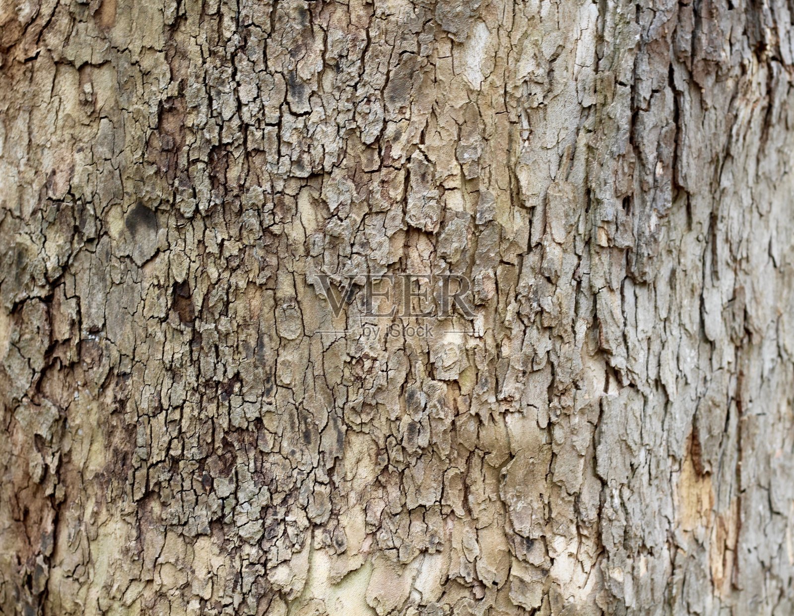 老树皮表面照片摄影图片