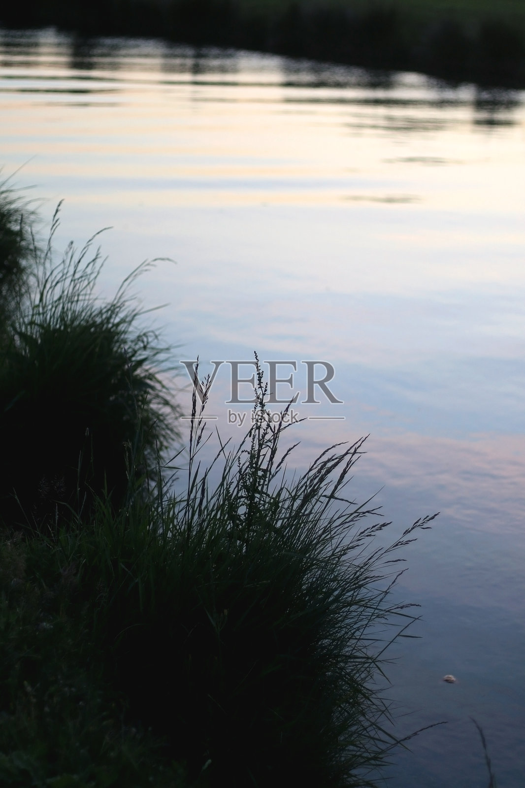 野草照片摄影图片