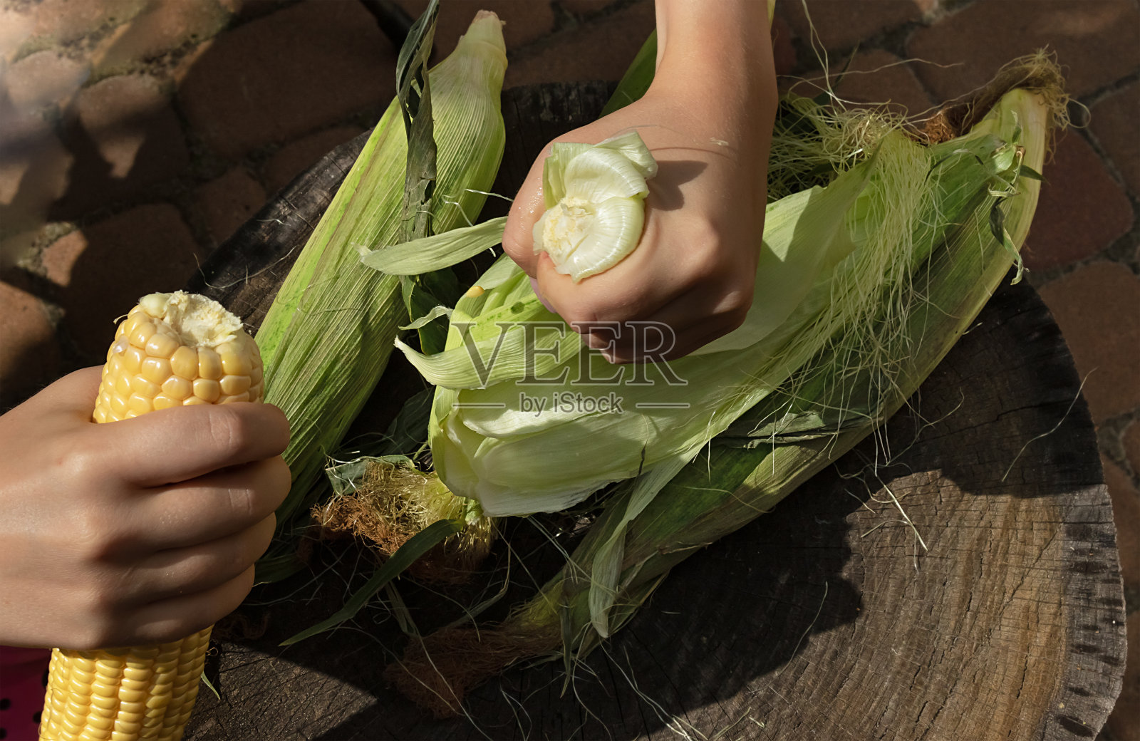 手里拿着玉米穗。女孩在收获后剥玉米照片摄影图片