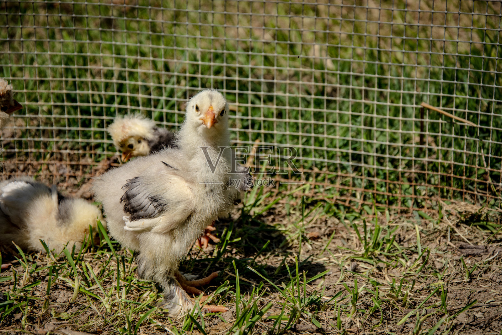 小鸡在空中照片摄影图片
