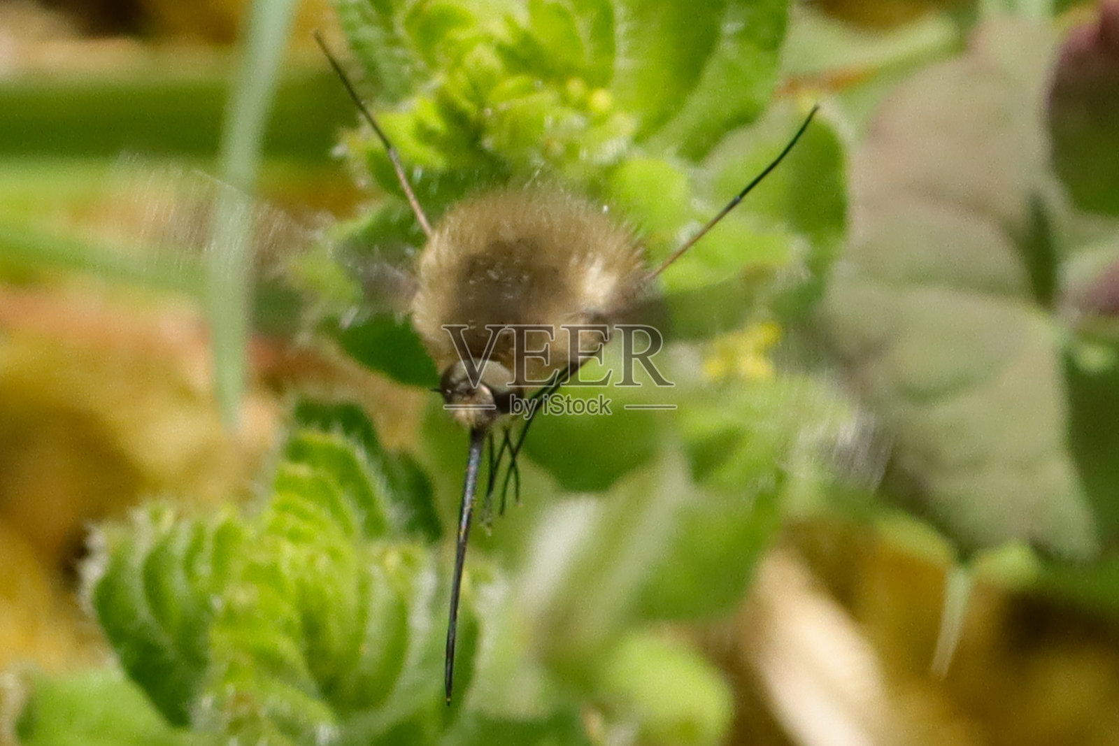 邦比勒（邦比柳斯少校）照片摄影图片