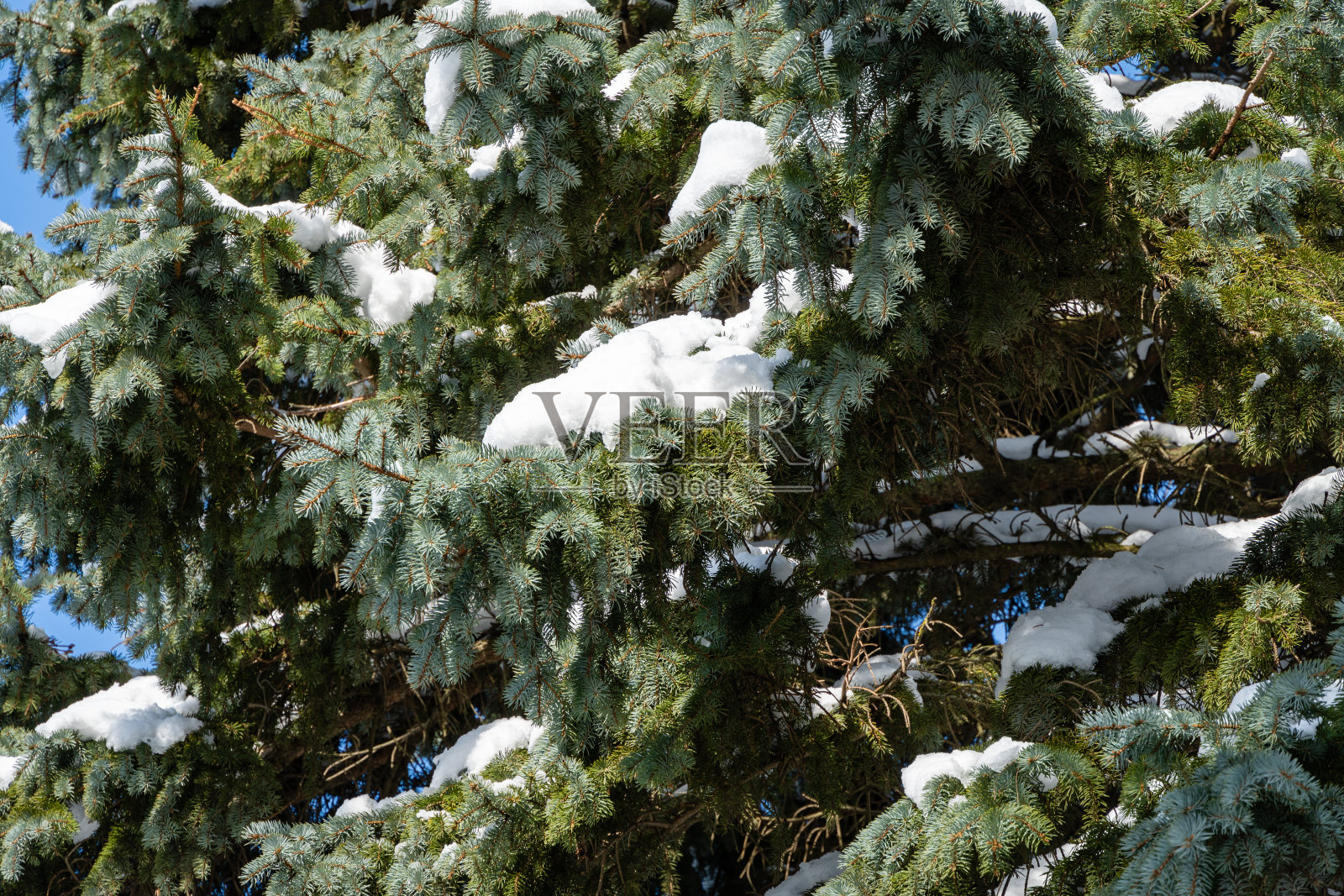 蓝色的圣诞树映衬着冬天蓝色的天空。圣诞树的树枝在雪中。特写镜头。常绿的景观花园在冬天。2月晴朗的一天。景观设计的自然概念。照片摄影图片