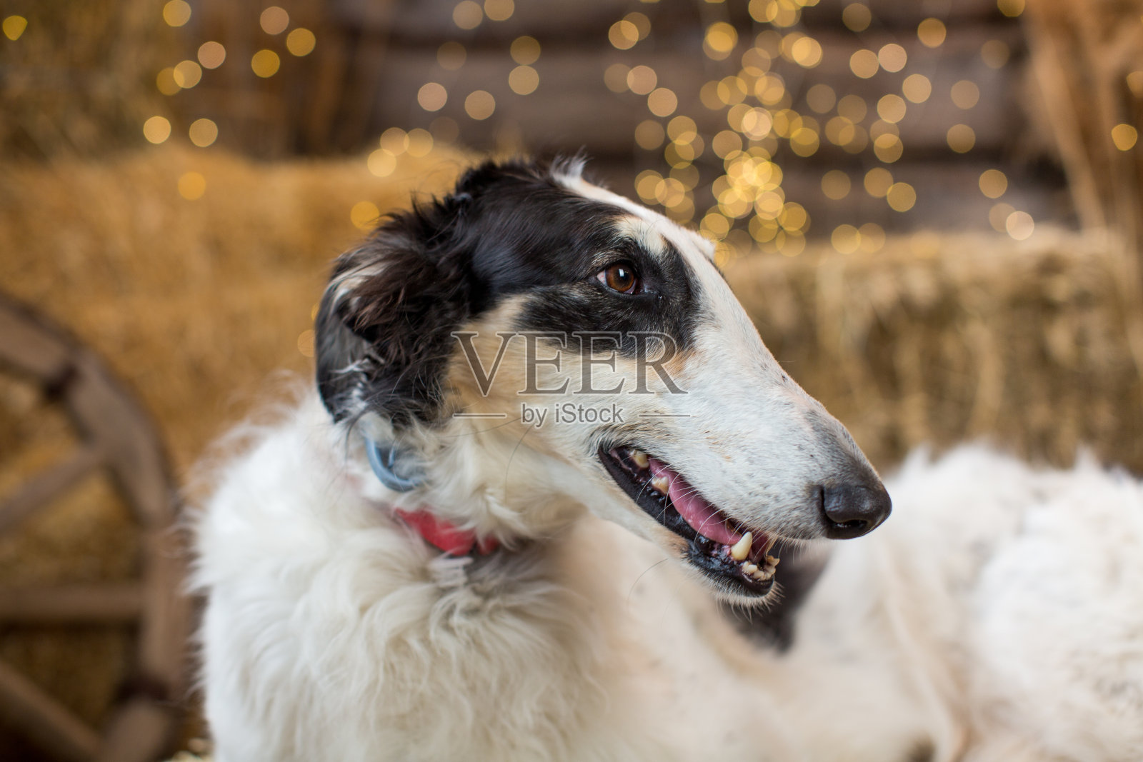 一张黑白相间的俄罗斯灰狗的肖像，它坐在稻草捆上，背景是木制的，有花环和车轮照片摄影图片