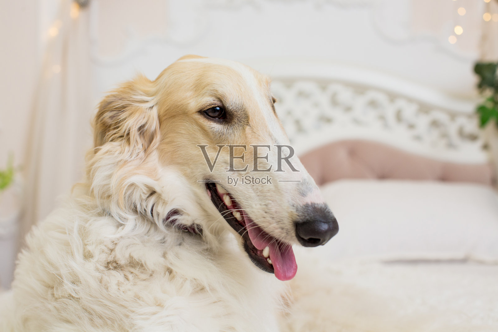 肖像的口吻在侧面的米色和白色的俄罗斯灰狗在一张床的背景照片摄影图片