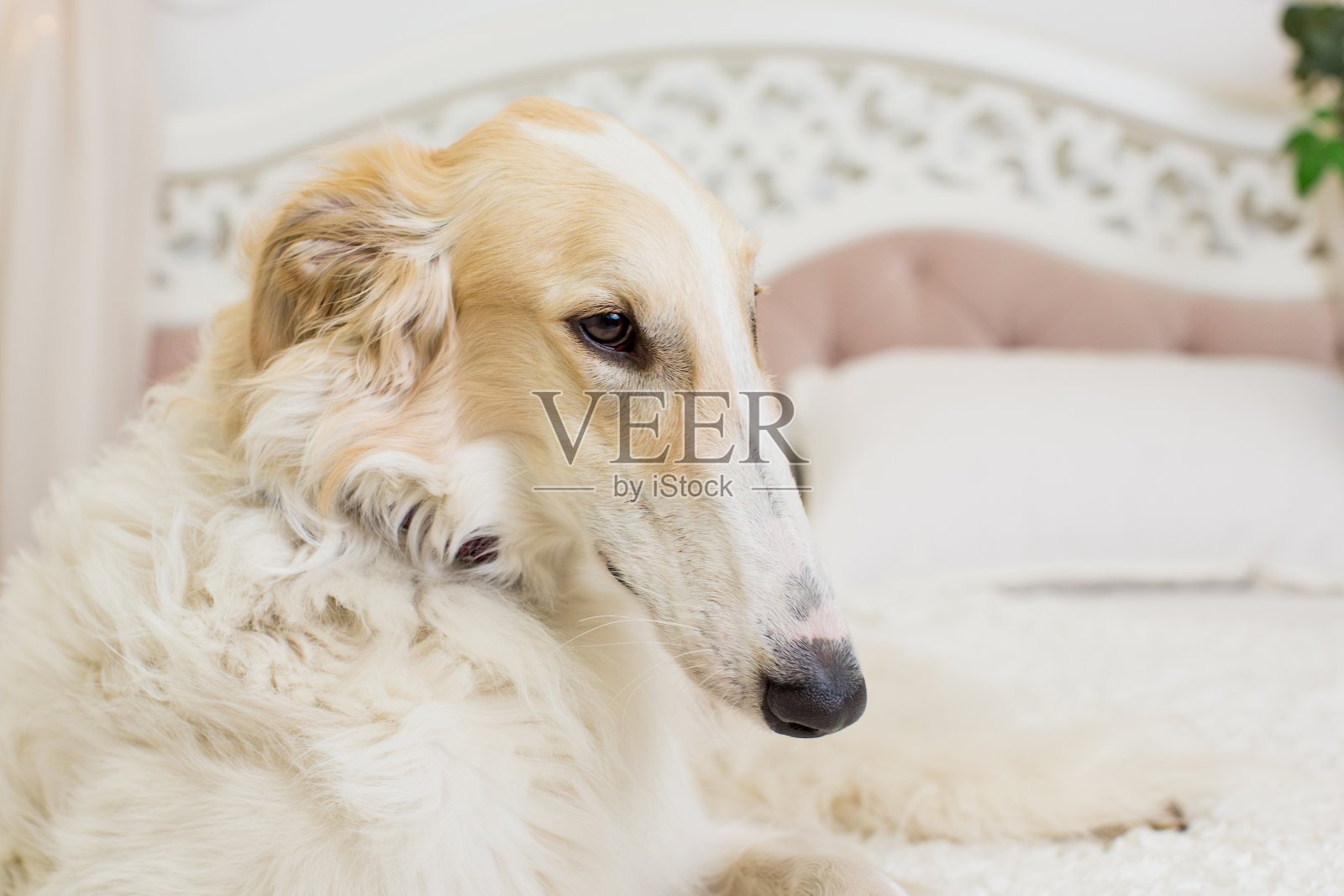 肖像的口吻在侧面的米色和白色的俄罗斯灰狗在一张床的背景照片摄影图片