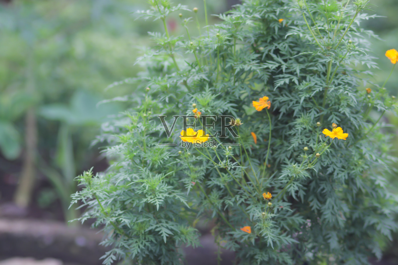橙色的宇宙花盛开在田野里。宇宙植物(Cosmos bipinnatus)在印度尼西亚也被称为Randa Midang, Kenikir或ulam raja。照片摄影图片