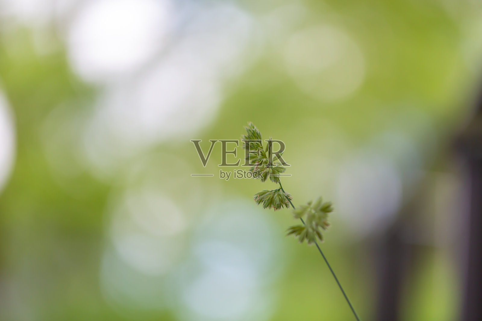 花照片摄影图片