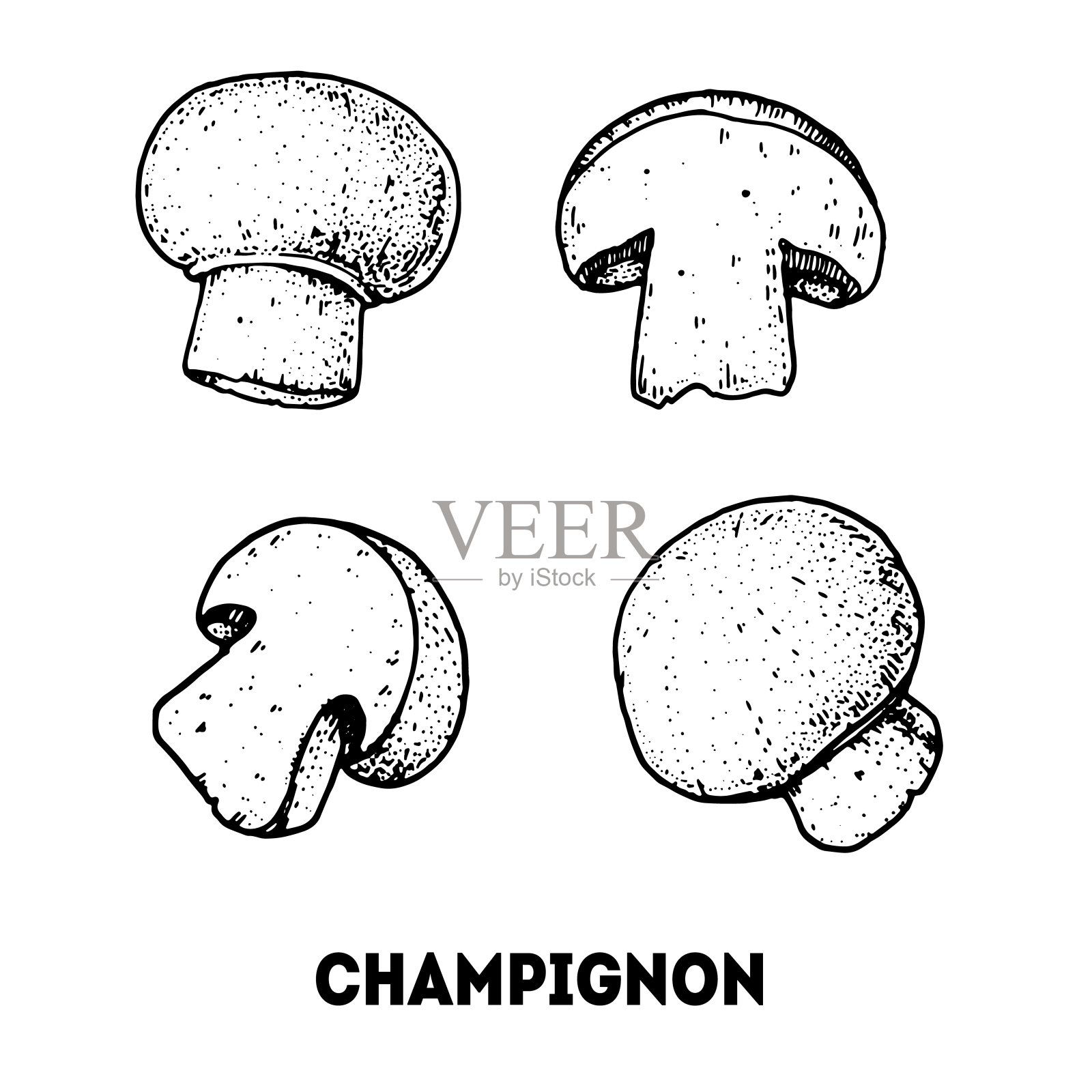 香槟手绘。蘑菇矢量插图。食用香草片。有机健康食品。非常适合包装设计。插画图片素材