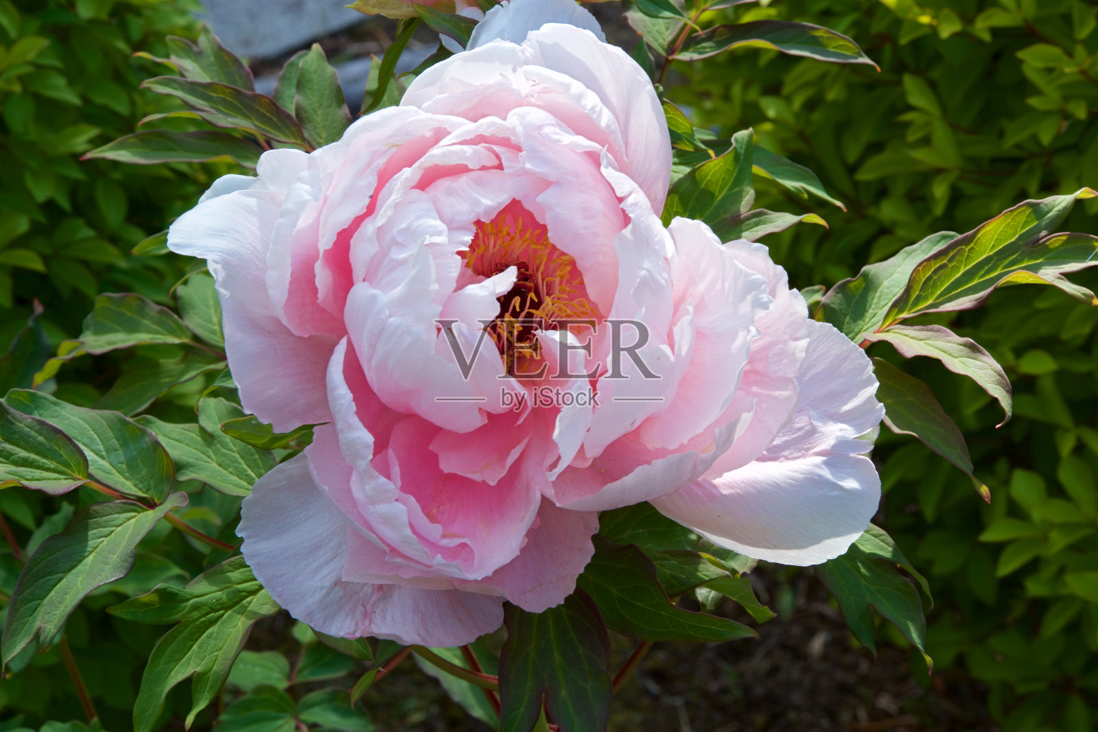 美丽的牡丹在花园里。照片摄影图片