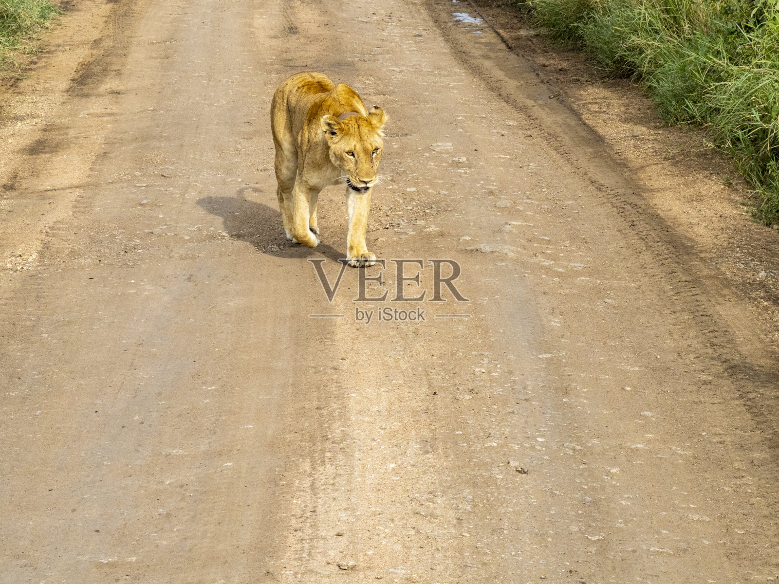 坦桑尼亚塞伦盖蒂国家公园——2020年2月29日:一只狮子在塞伦盖蒂国家公园的路上行走照片摄影图片