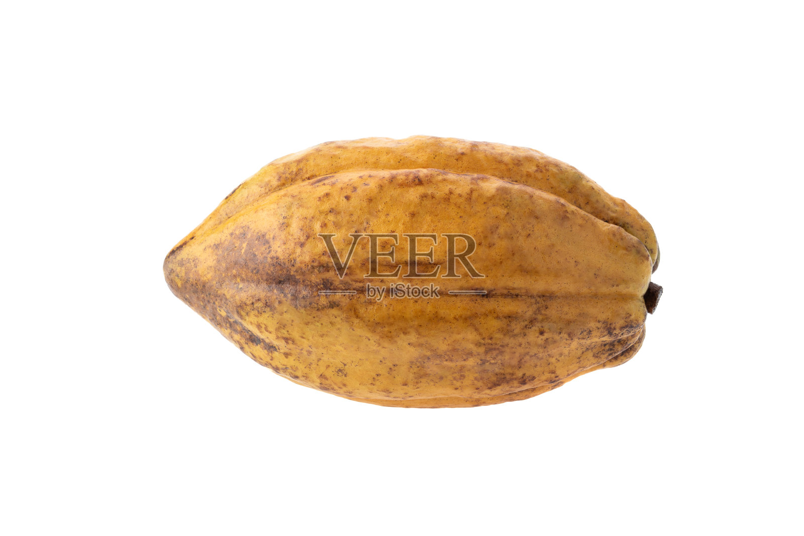 白色背景上分离的新鲜可可果实照片摄影图片