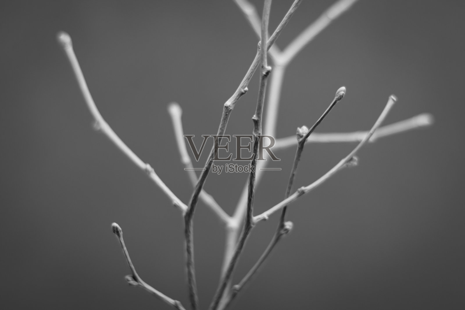 离焦白色画细枝特写在灰色的背景。照片摄影图片