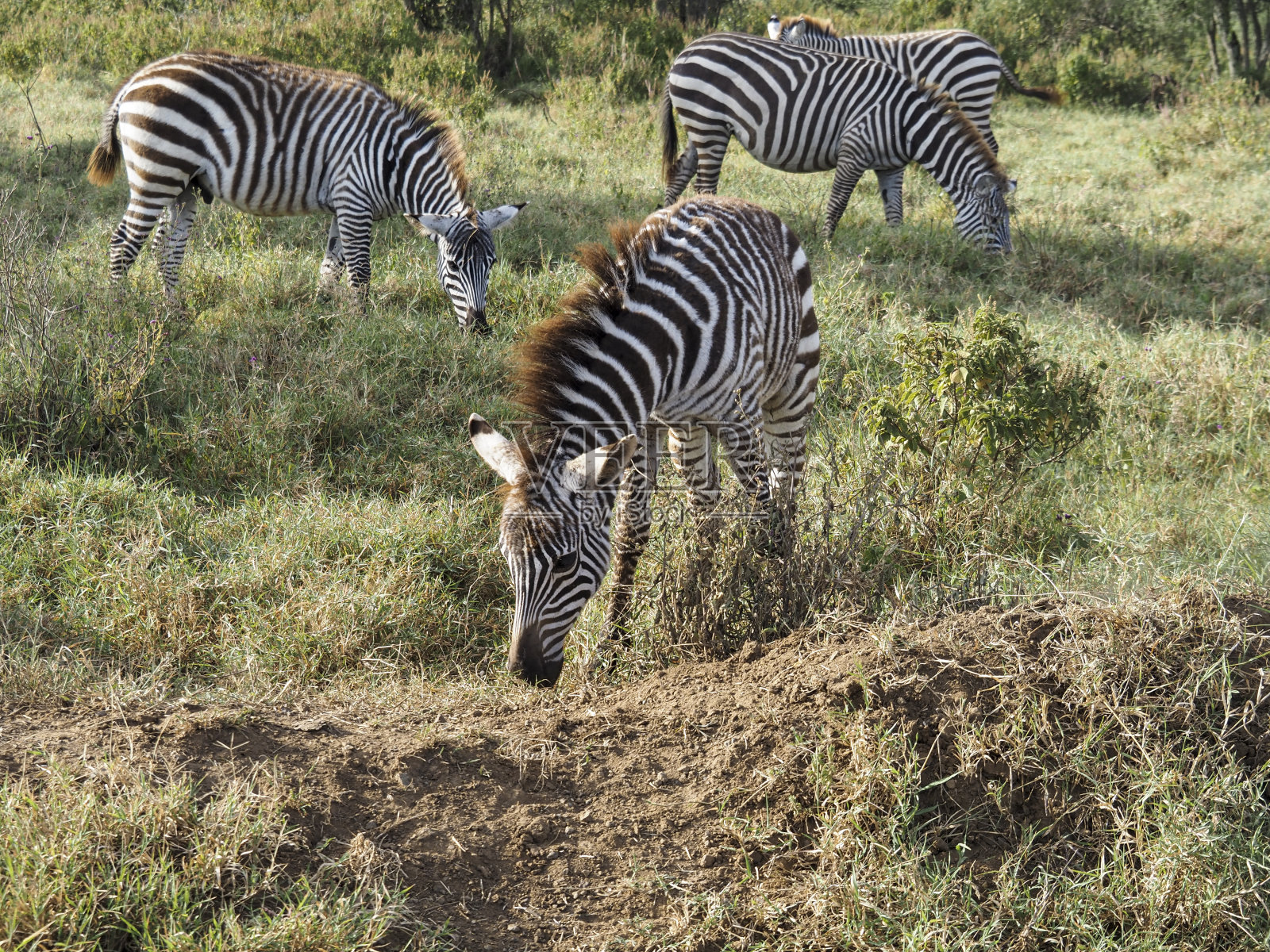 在非洲肯尼亚纳库鲁湖大草原上放牧的斑马照片摄影图片