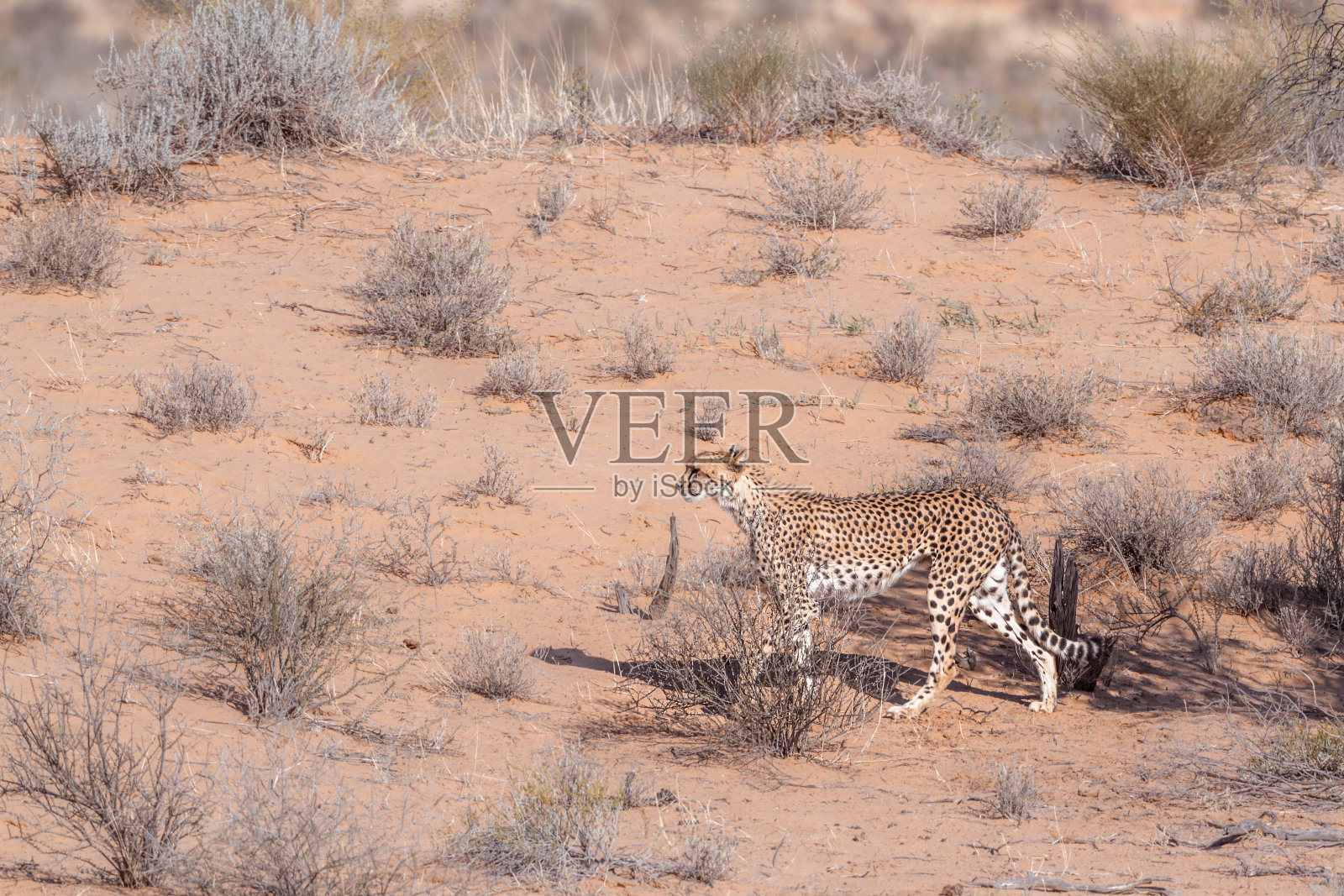 南非Kgalagadi越境公园的猎豹照片摄影图片