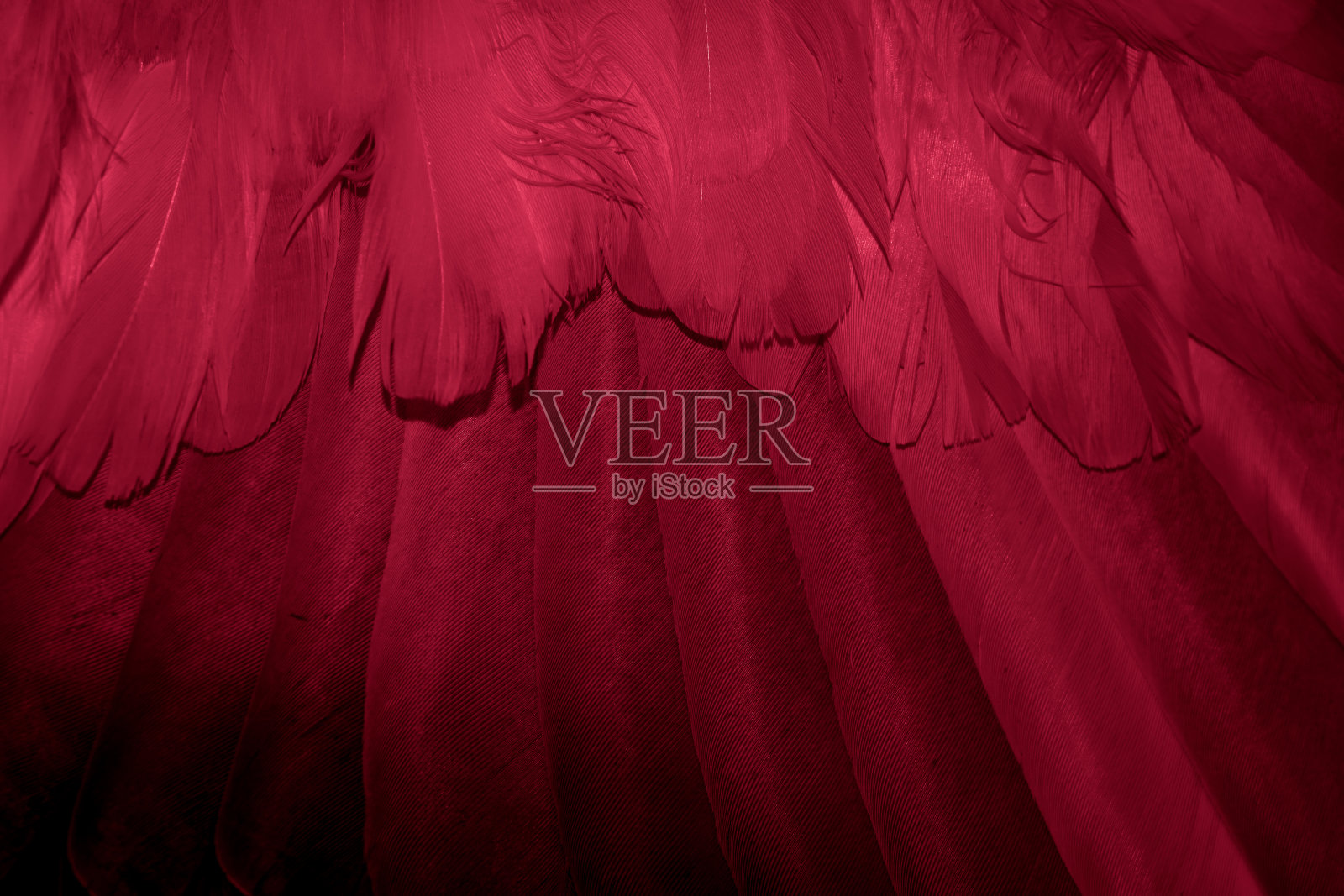 红色羽毛鸽子微距照片。纹理或背景照片摄影图片