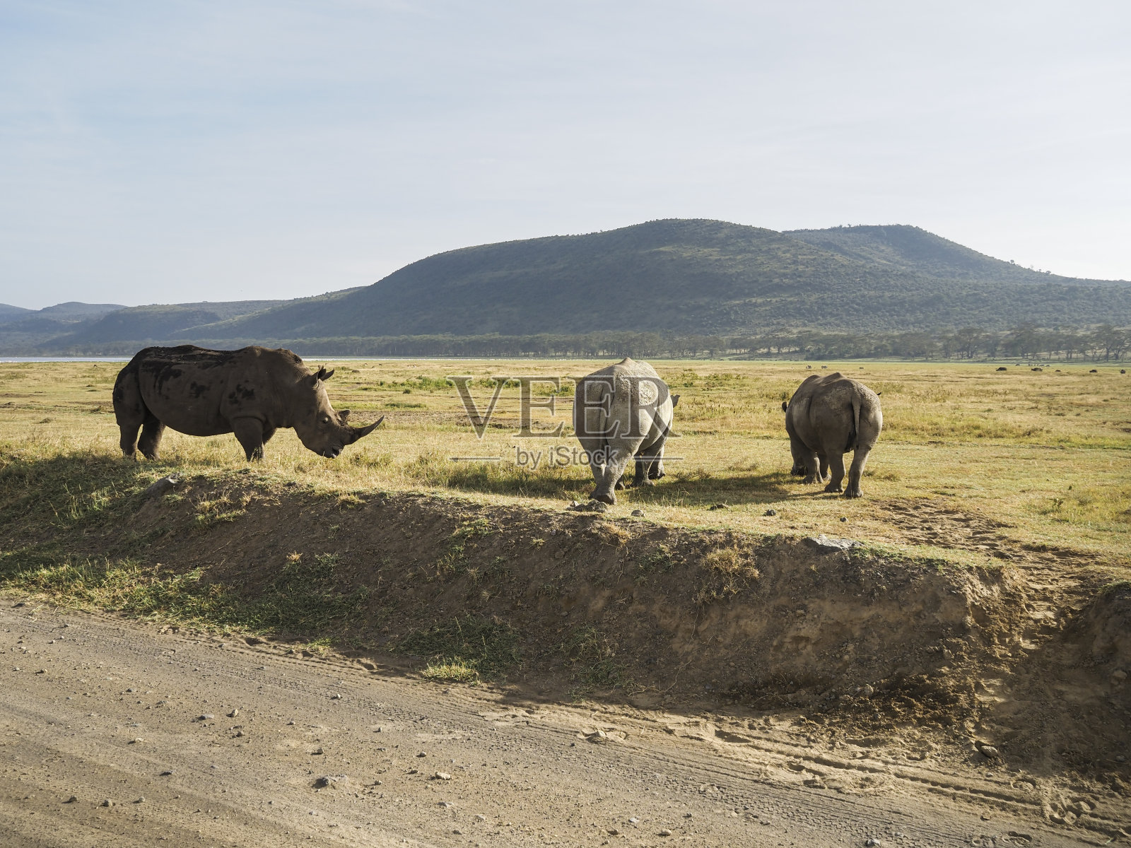 黑犀牛和白犀牛在草原上吃草，纳库鲁湖，非洲肯尼亚照片摄影图片
