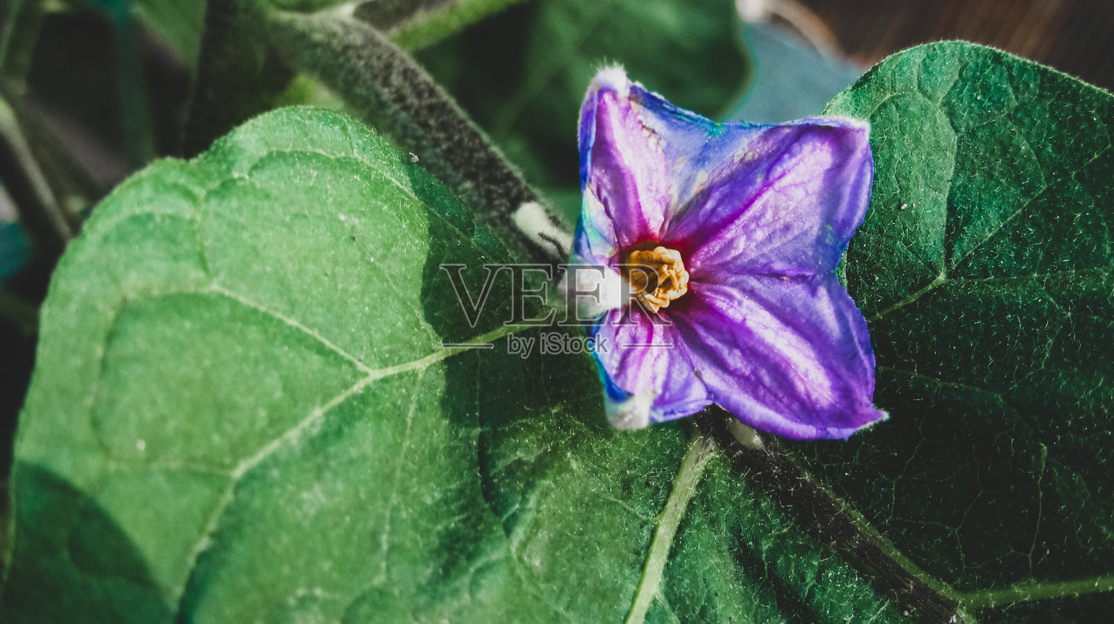 茄子花照片摄影图片