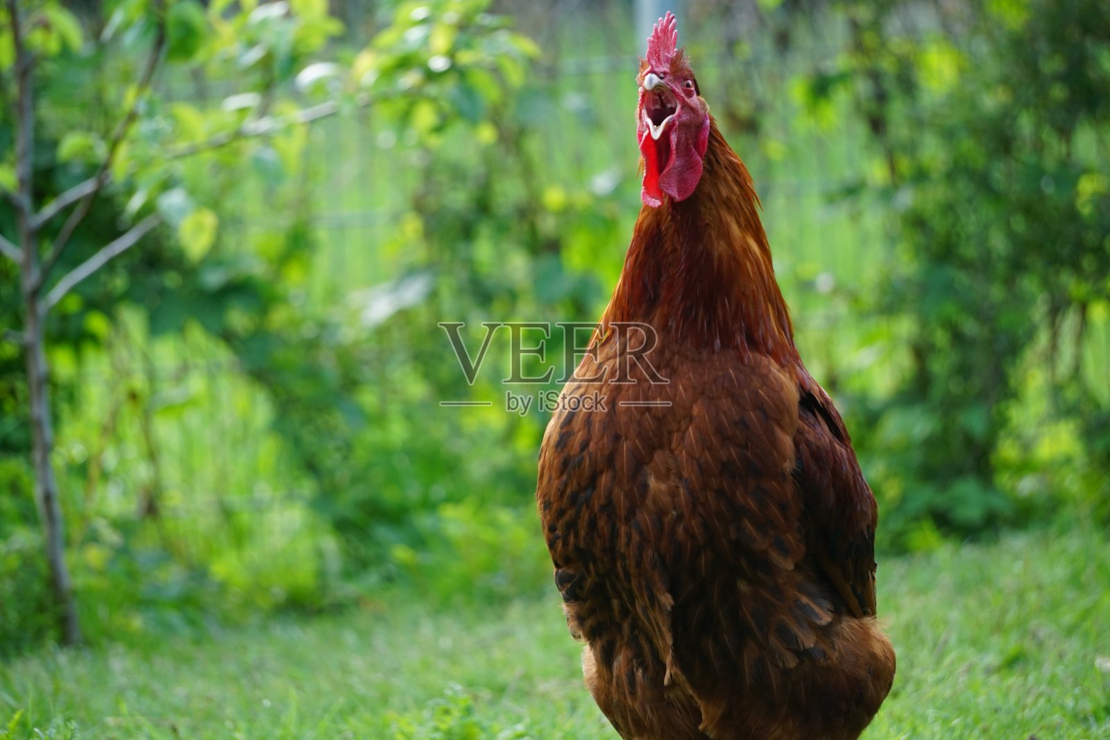 快乐的鸡生活照片摄影图片
