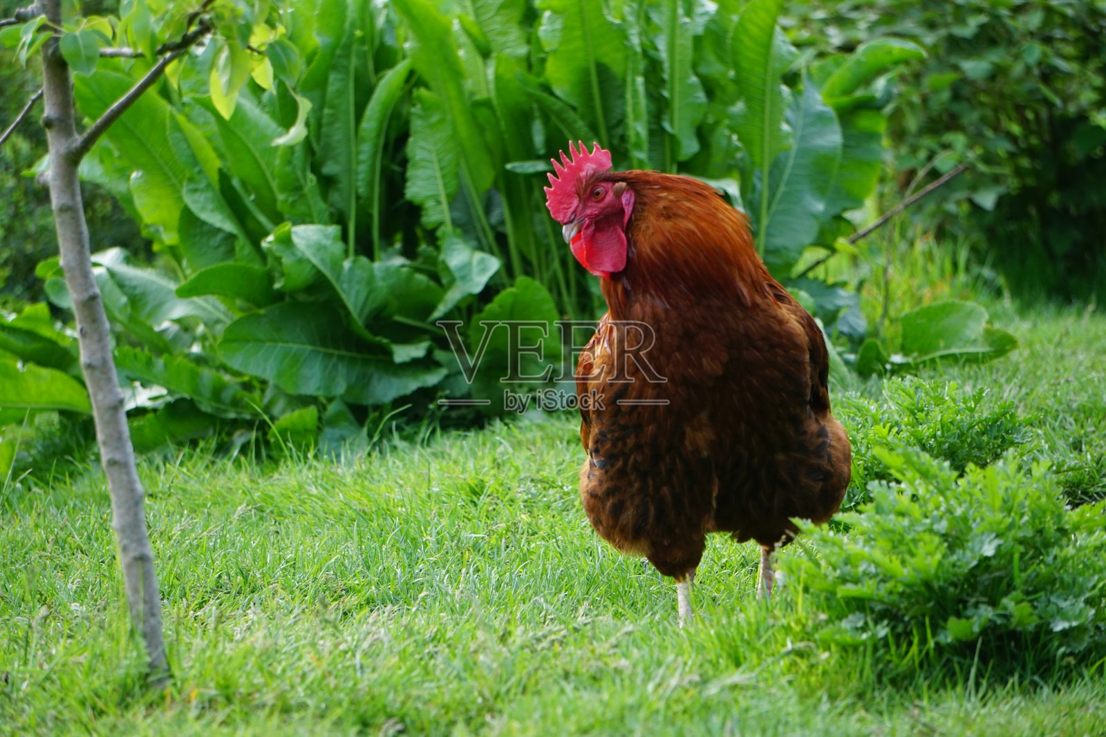 快乐的鸡生活照片摄影图片