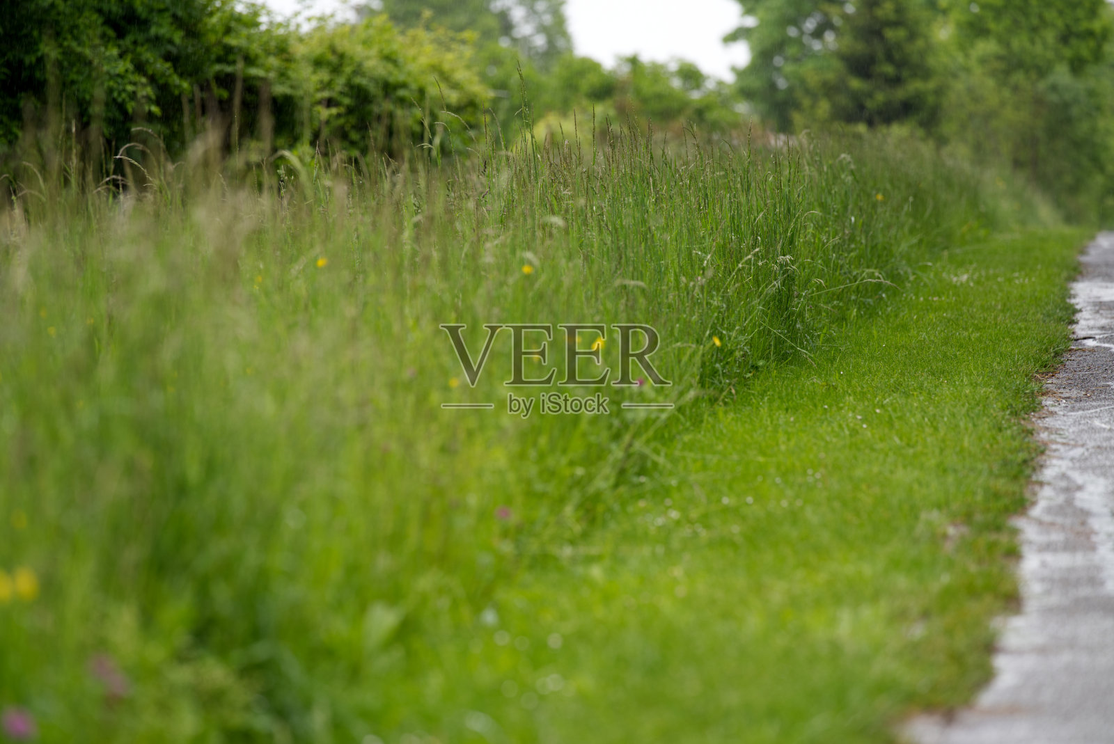 在一个多雨的春日，人行道上长着高草和条纹的切花草。照片摄影图片