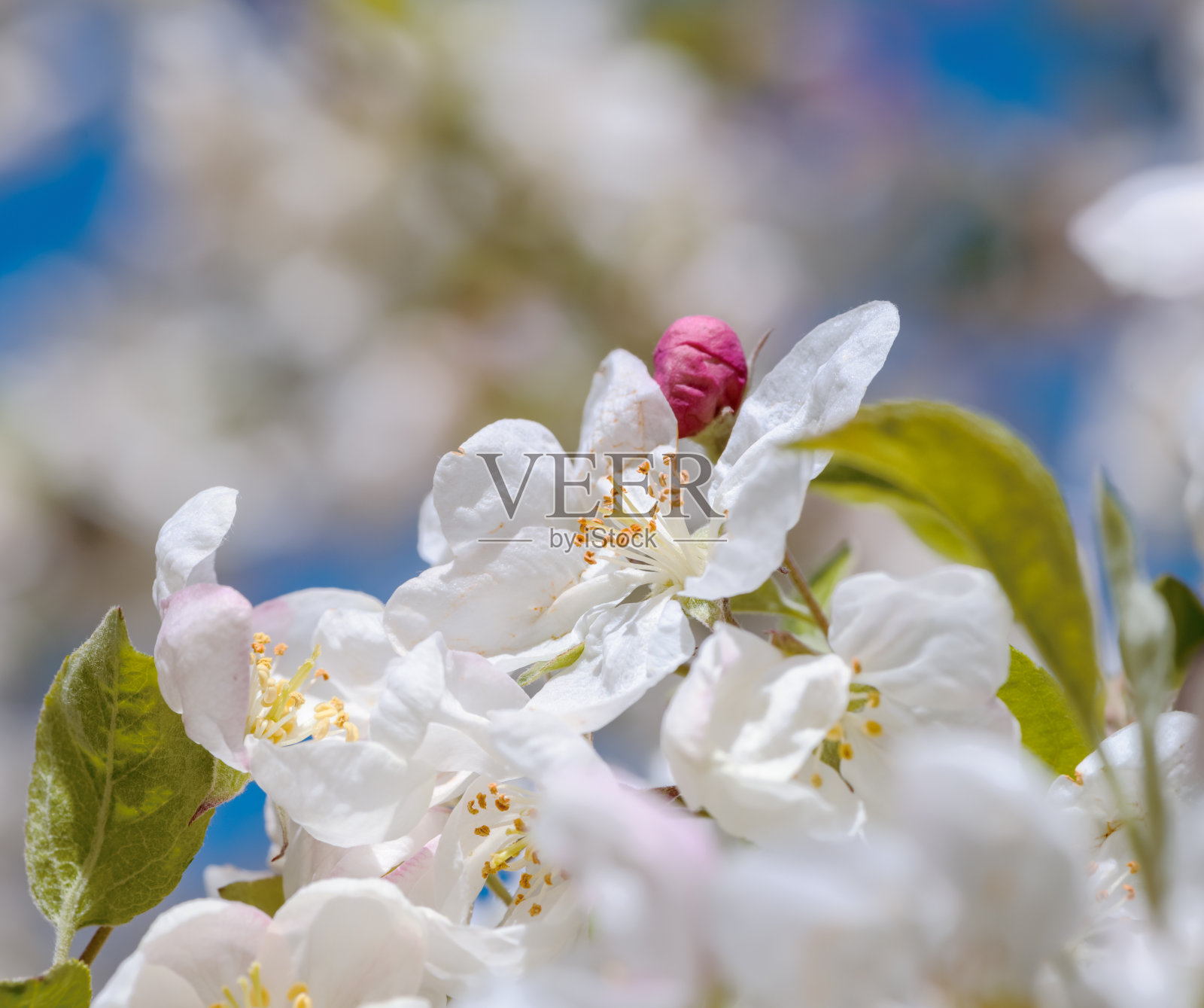 开白色花的开花苹果树照片摄影图片