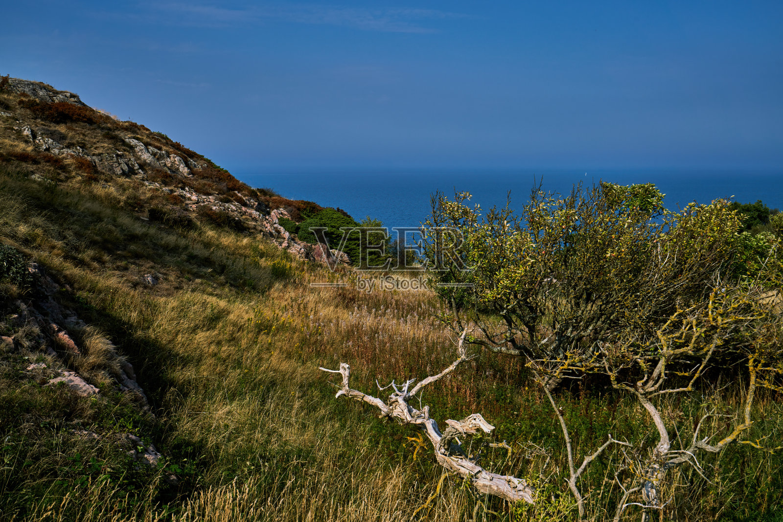 瑞典南海岸前景中的多节松树照片摄影图片