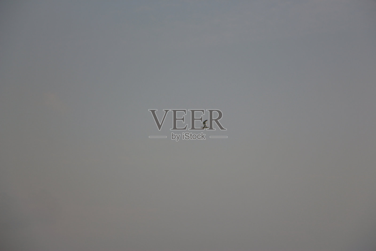 英国最喜欢的海边觅食动物照片摄影图片