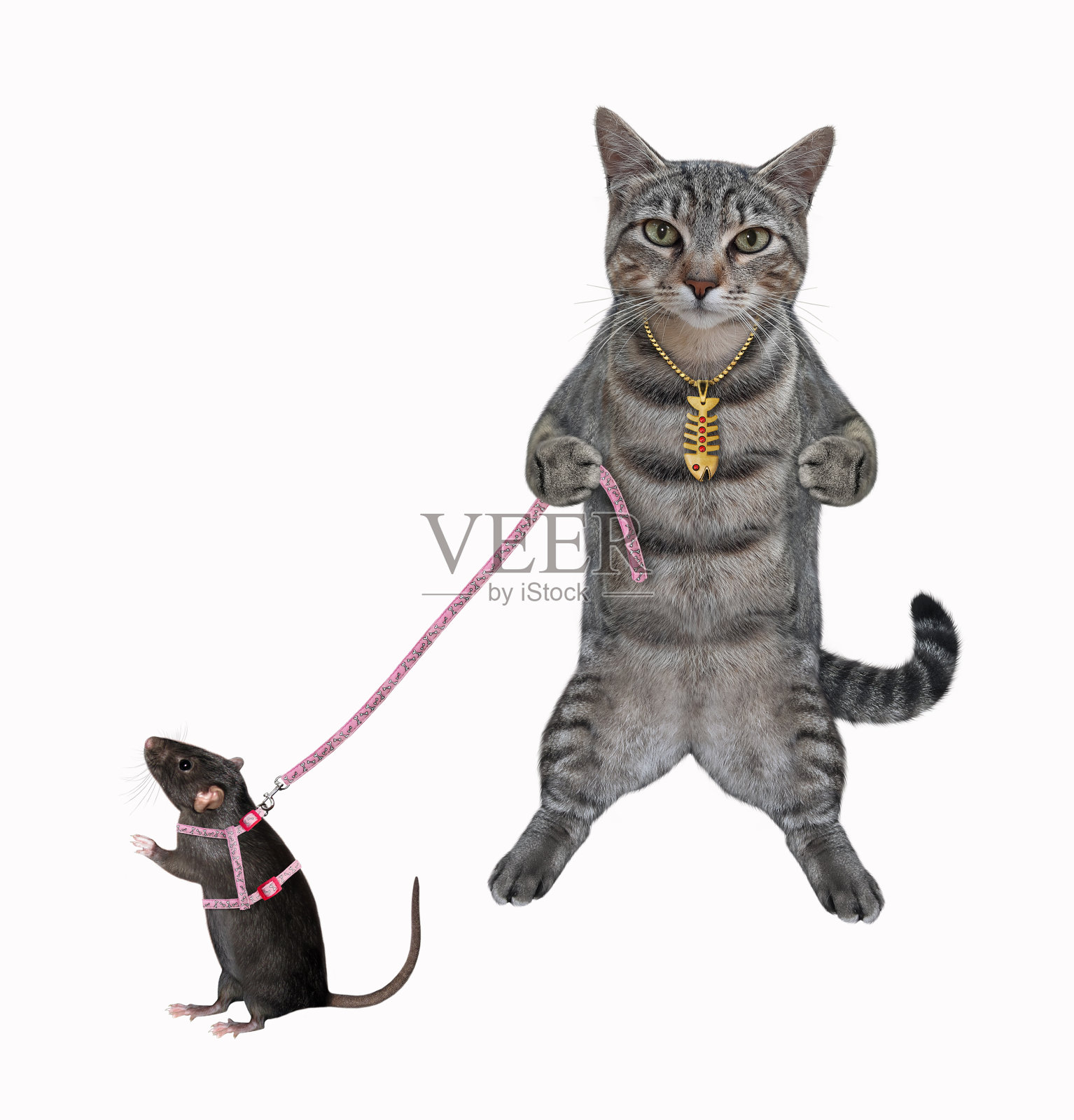 猫格雷用皮带拴住老鼠照片摄影图片