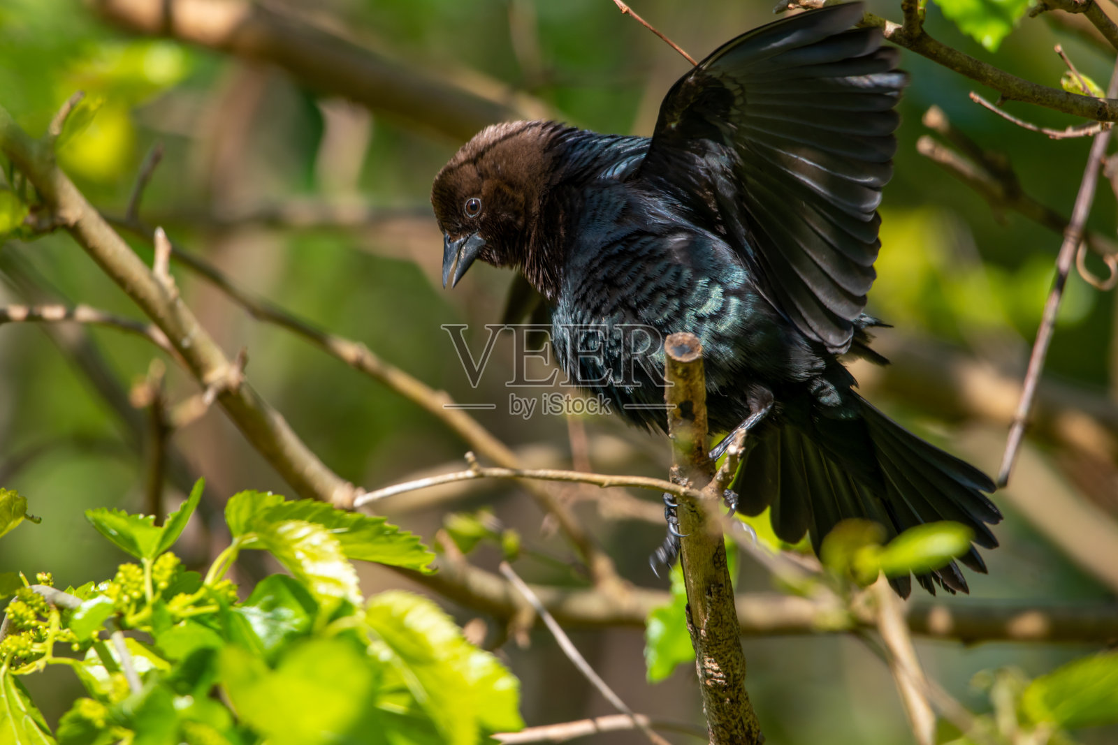 蓬松Brown-Headed燕八哥照片摄影图片