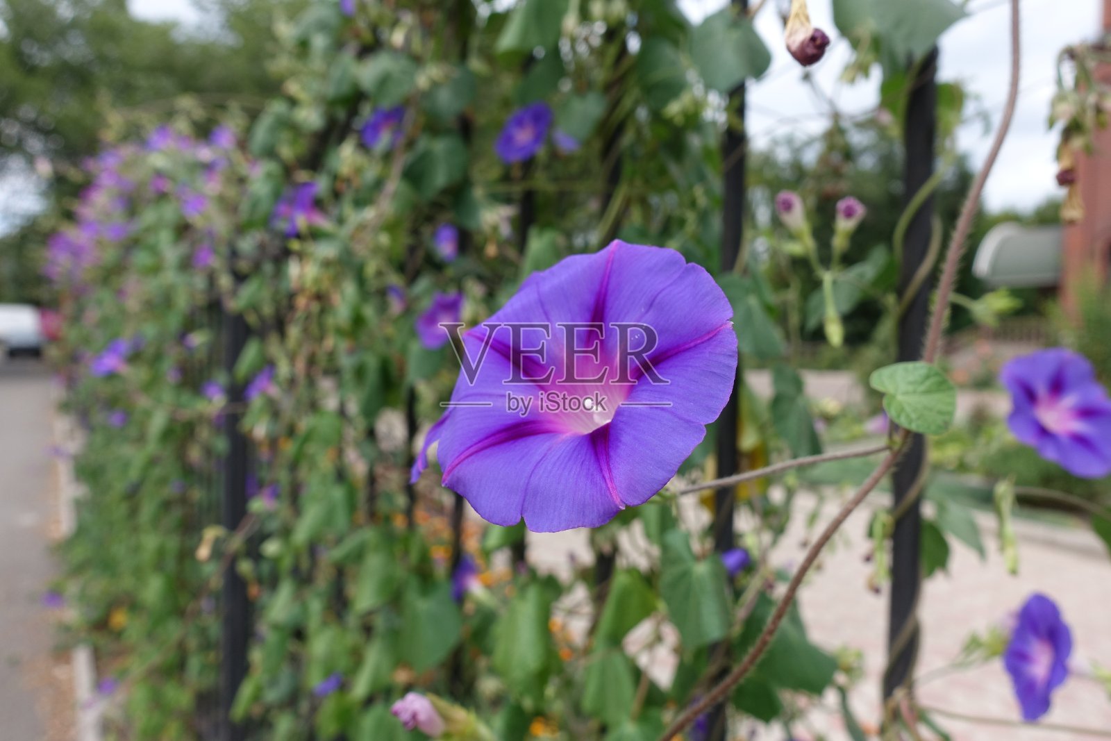 8月有很多紫色的牵牛花照片摄影图片
