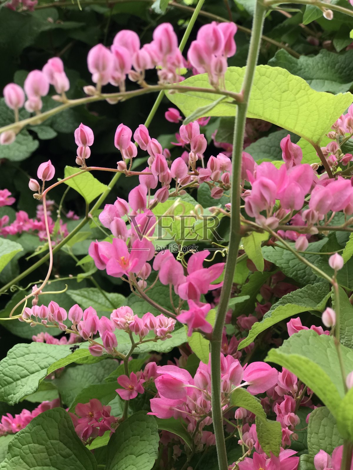 海照片摄影图片