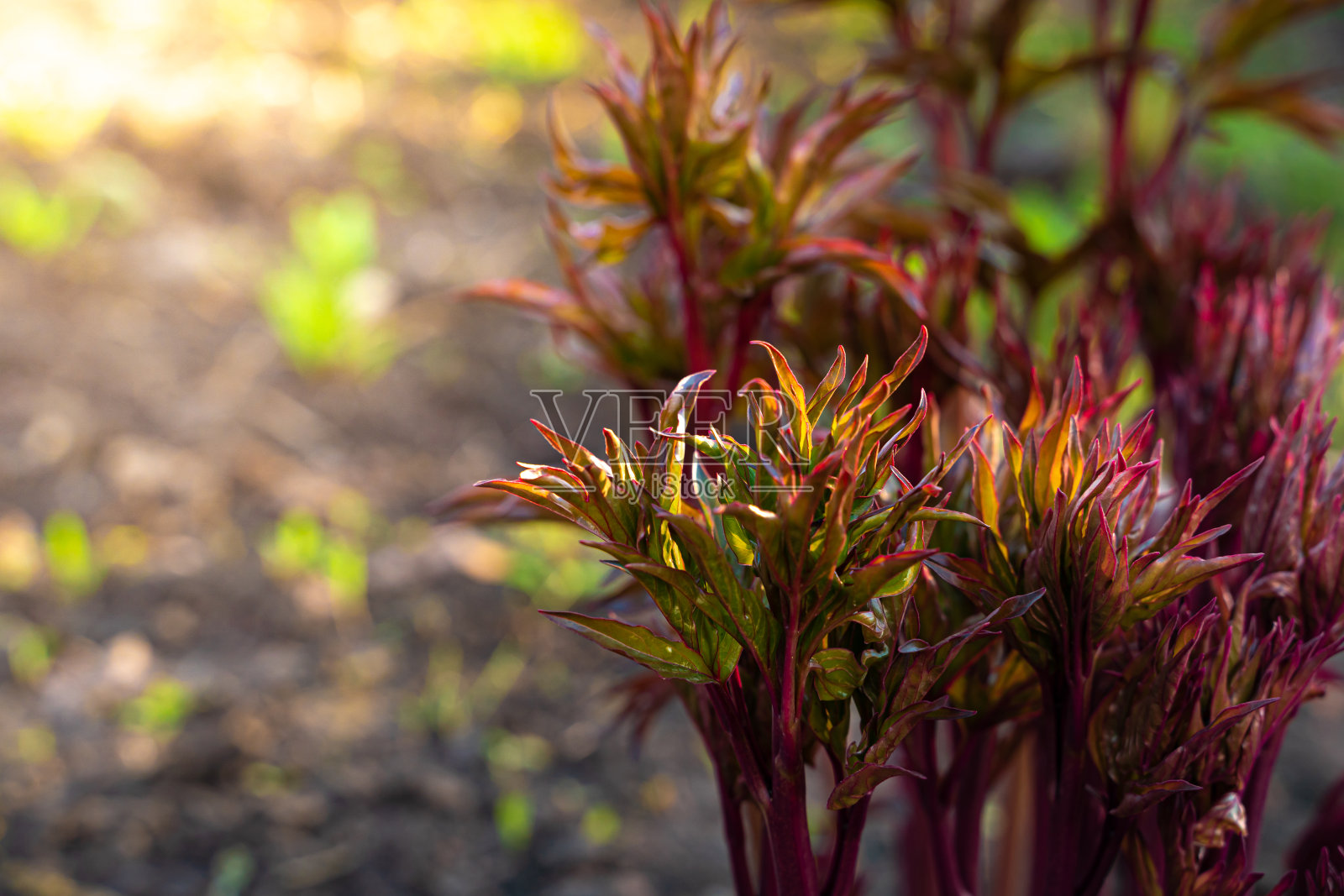 夏季背景与百合芽。一种有红叶的植物，以阳光为背景照片摄影图片