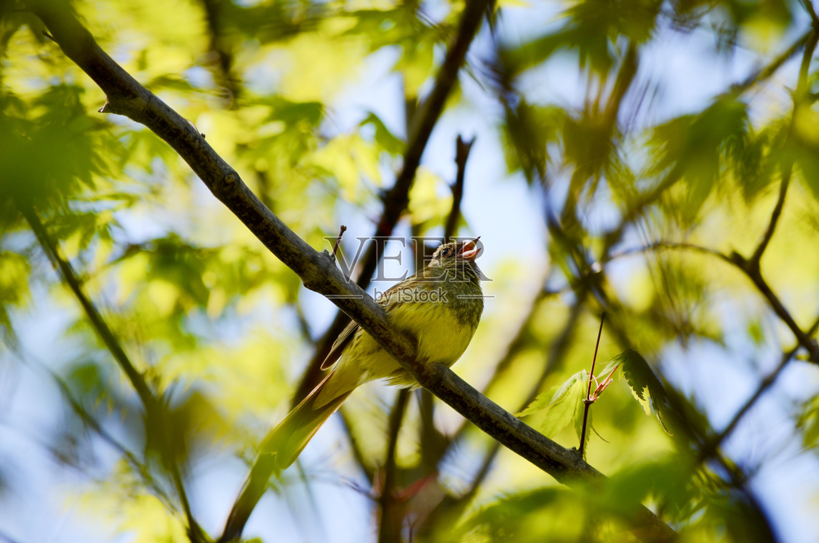 鸣鸟栖息在树枝上唱歌照片摄影图片