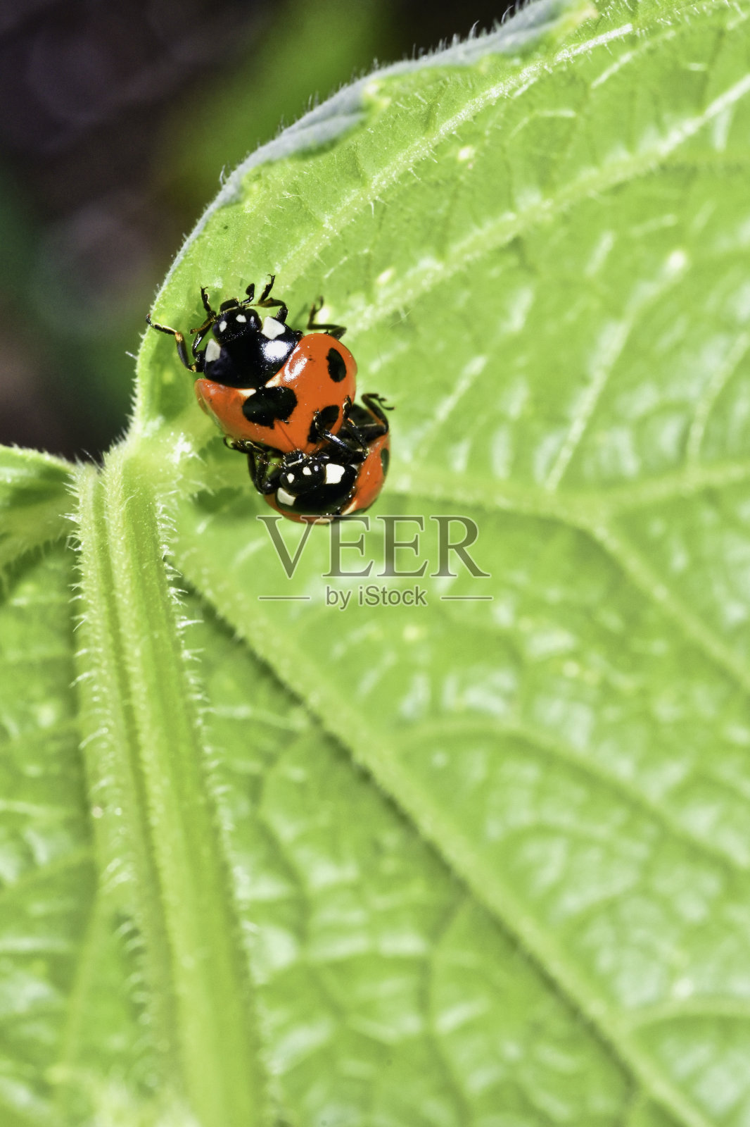 瓢虫在交配模式照片摄影图片