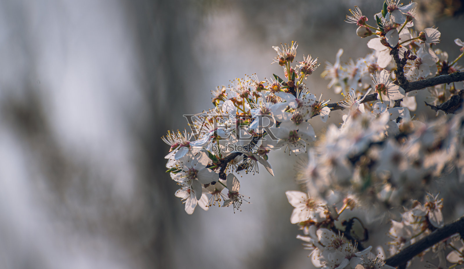 樱桃树开花照片摄影图片
