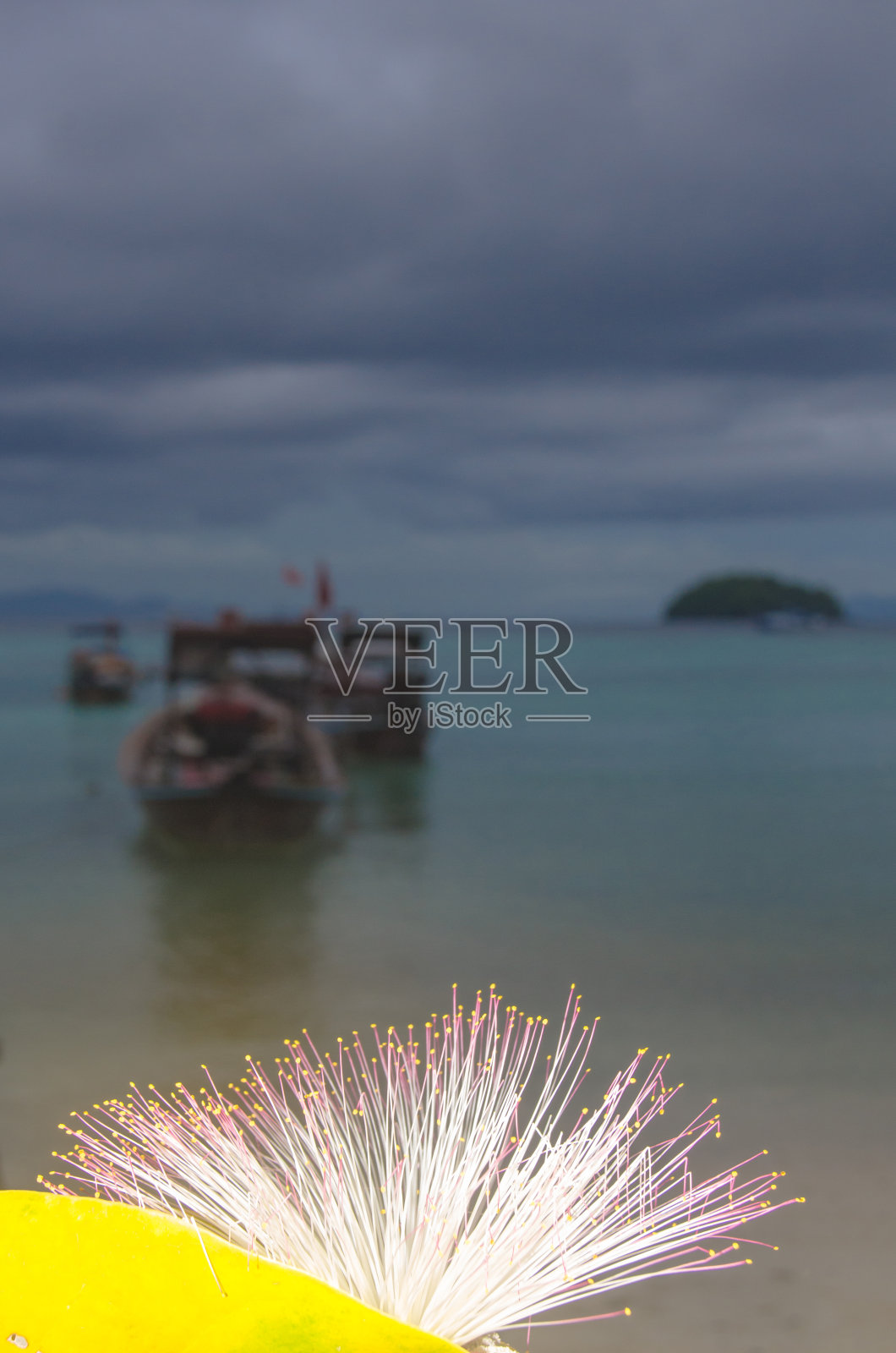 海滩上的海毒树也叫海毒树。软焦点照片摄影图片