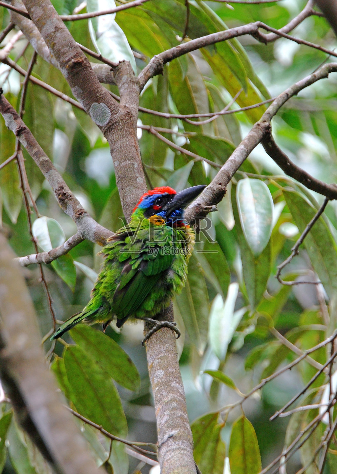 丹顶鹤巨嘴鸟照片摄影图片