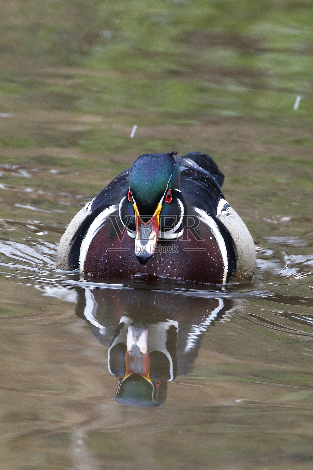 木鸭子照片摄影图片