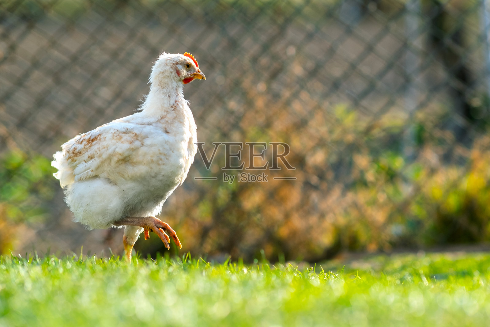 母鸡喂养传统的农村谷仓。近距离的鸡站在谷仓院子与绿色的草。放养家禽的概念。照片摄影图片