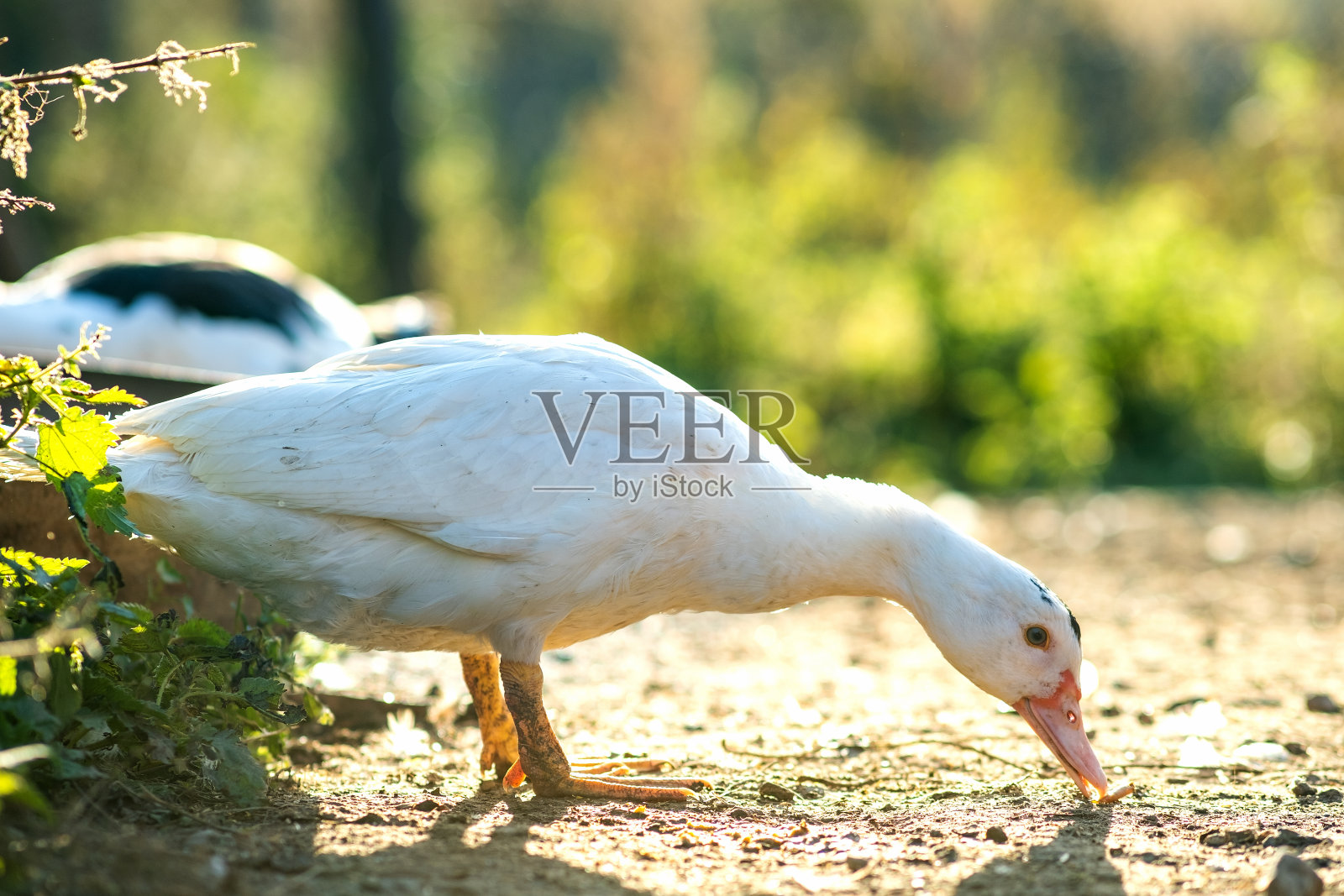 鸭子以传统的农村谷仓为食。鸭头的细节。水鸟站在谷仓院子里的特写。放养家禽的概念。照片摄影图片